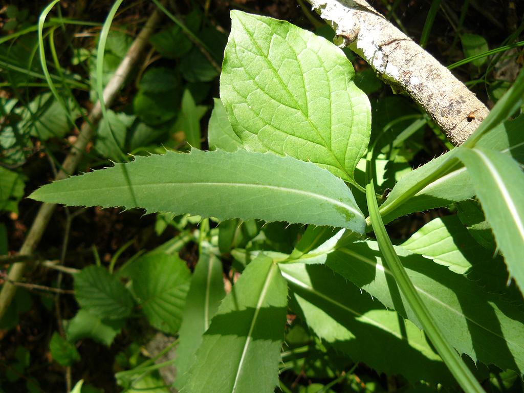 Carduus defloratus L. subsp. crassifolius